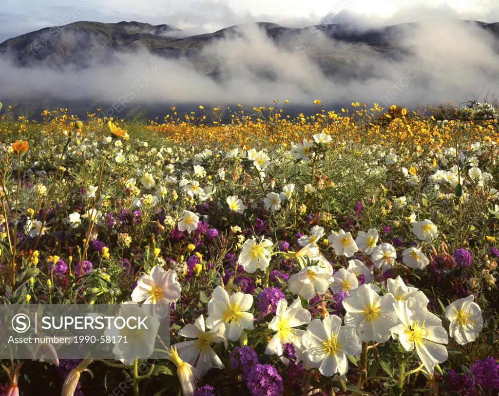 Desert in Bloom, Anza_Borrego St. Park, San Diego County, Southern California, United States of America