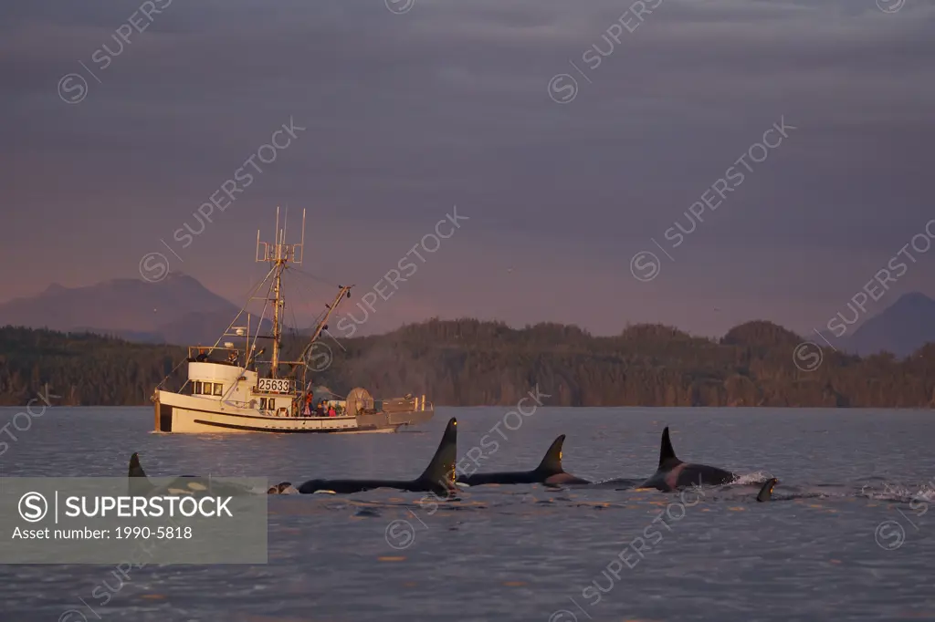 Orcas at sunset  Killer Whales off Northern Vancouver Island, British Columbia, Canada