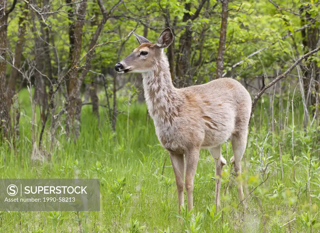 White_Tailed Deer, Assiniboine Park, Winnipeg, Manitoba, Canada.