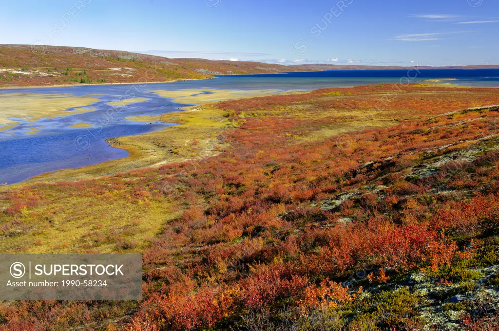 Autumn tundra, Barrenlands, central Northwest Territories, Arctic Canada. Orange/reddish dwarf birch Betula glandulosa and yellow willow Salix spp
