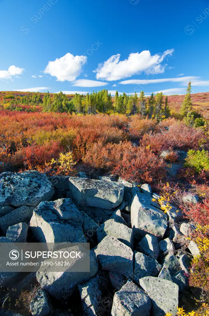 Autumn tundra, Barrenlands, central Northwest Territories, Arctic Canada. Orange/reddish dwarf birch Betula glandulosa and yellow willow Salix spp