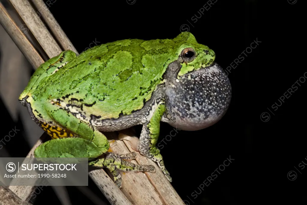 Gray Treefrog Hyla versicolor male chorusing with vocal sac inflated