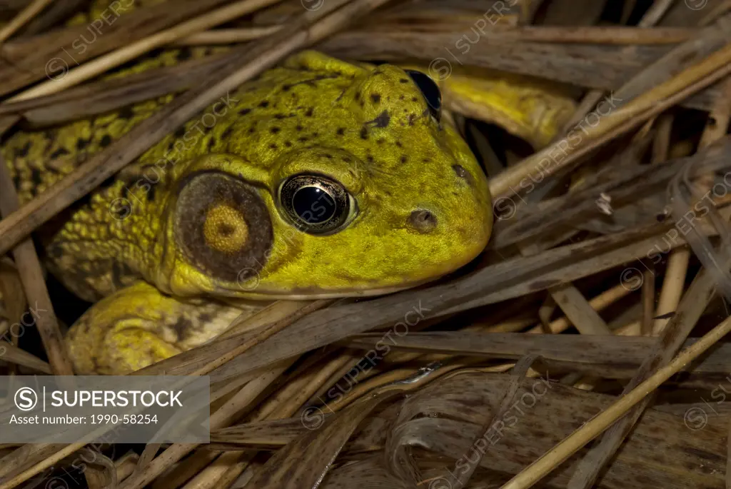 Green Frog Rana clamitans in vernal pond at night near Thornton, Ontario.
