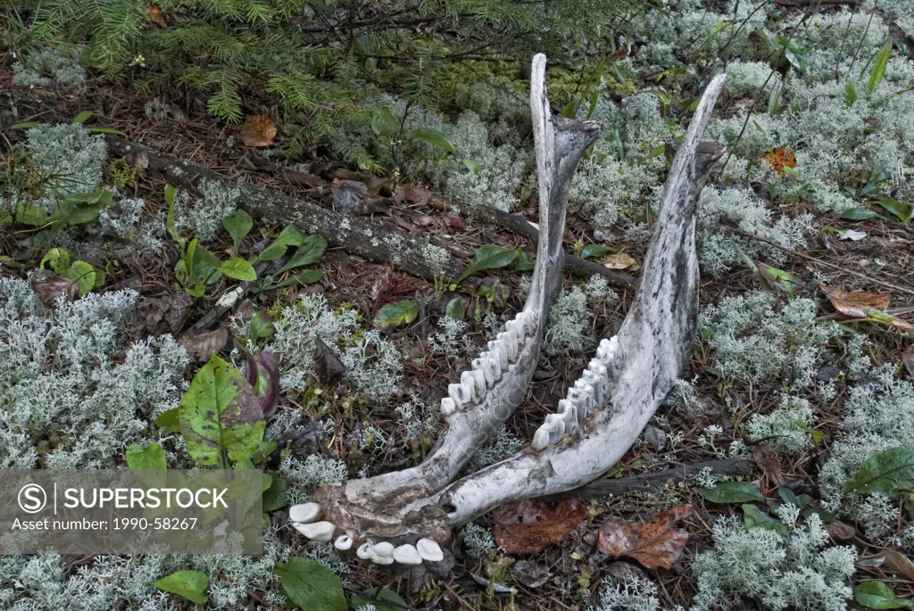 Lower Moose jawbone in Ontario´s remote boreal forest in the Abitibi Canyon, Ontario, Canada