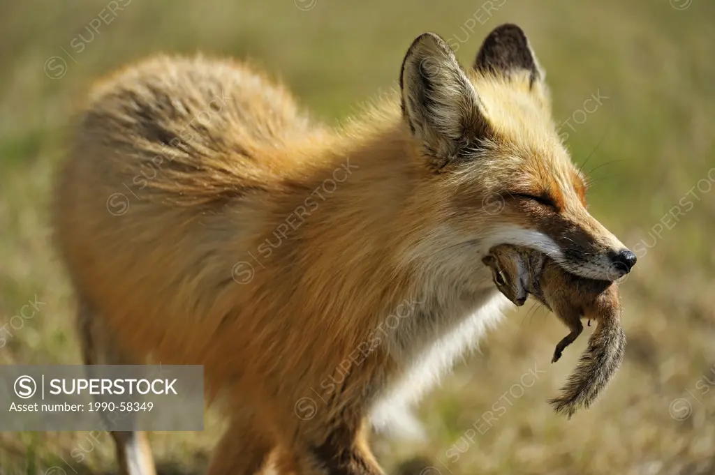 Red fox Vulpes vulpes with chipmunk prey