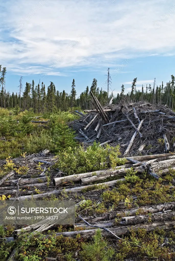 Brush pile at old clear_cut logging site in Ontario´s remote boreal forest along Otter Rapids Road north of Fraserdale, Ontario, Canada