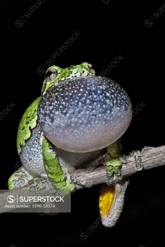 Gray Treefrog Hyla versicolor male chorusing with vocal sac inflated
