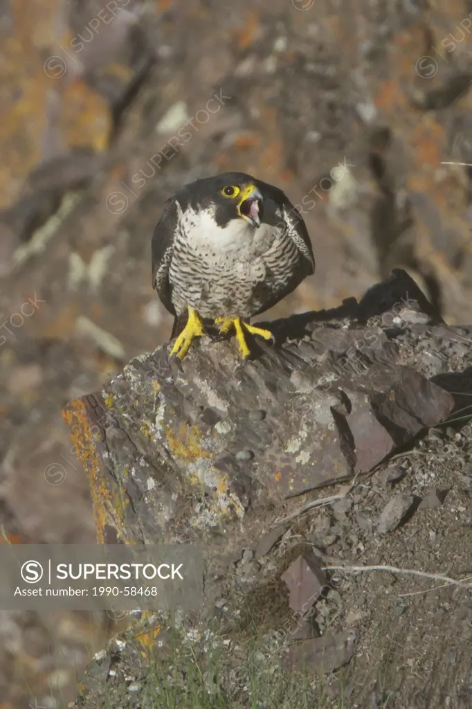 Peregrine Falcon Falco peregrinus perched in the interior of British Columbia, Canada.