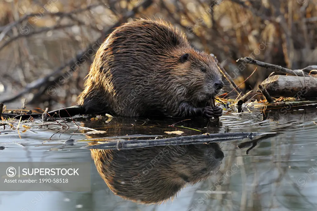 An adult beaver Castor canadenis sitting on the edge of his beaver dam chewing on a sapling while holding it with his front paws.