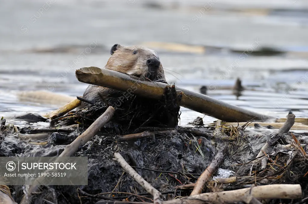 A wet beaver Castor canadenis climbing up onto his dam with a new stick to add to the structure.