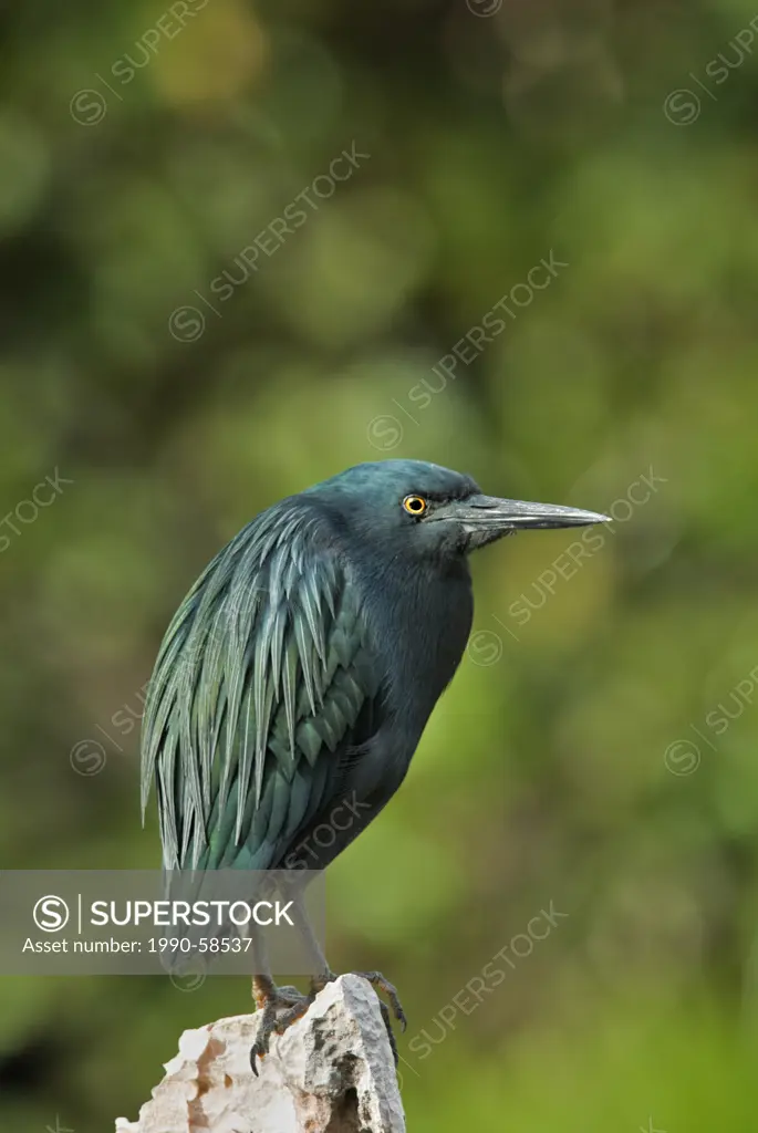 A melanistic / genetic variant of Green_backed Heron Butorides striatus on the island of Cayo Santa Maria in Cuba´s Jardines del Rey archipelago a UNE...