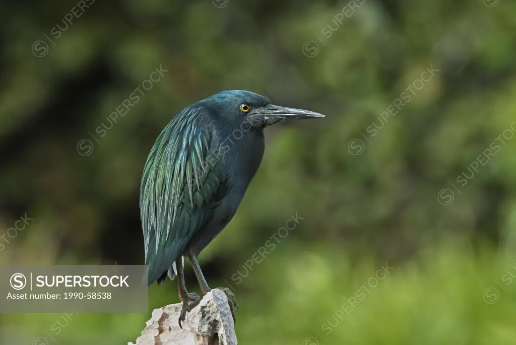 A melanistic / genetic variant of Green_backed Heron Butorides striatus on the island of Cayo Santa Maria in Cuba´s Jardines del Rey archipelago a UNE...