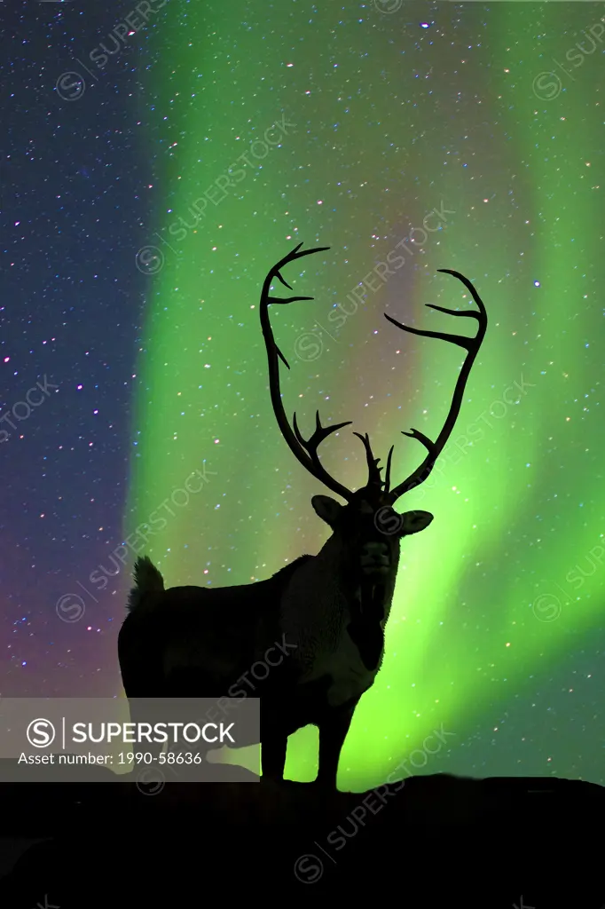Caribou bull Rangifer tarandus silhouetted against the northern lights, Barrenlands, central Northwest Territories, Arctic Canada