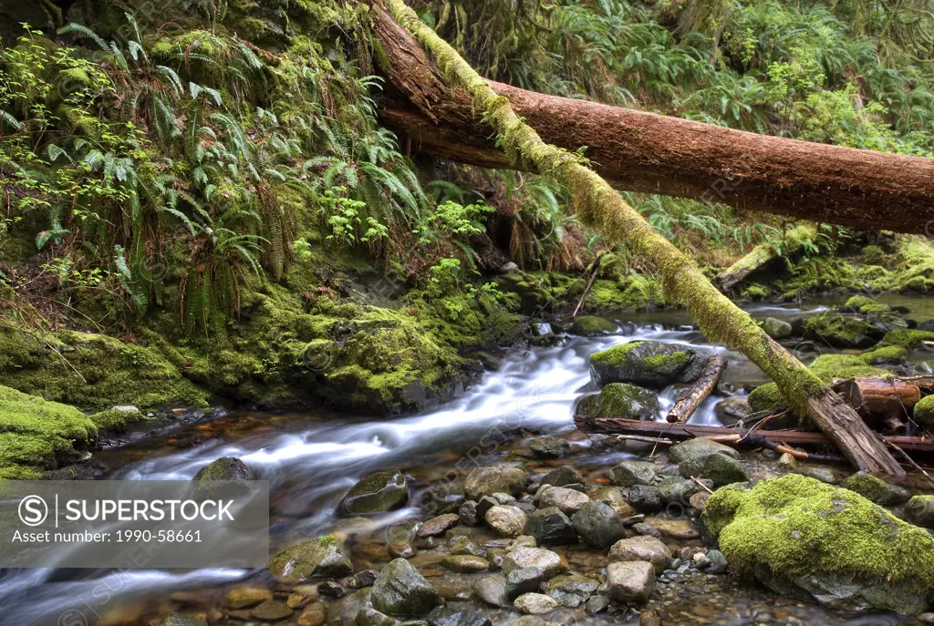 Goldstream River, Goldstream Provincial Park, Vancouver Island, British Columbia, Canada
