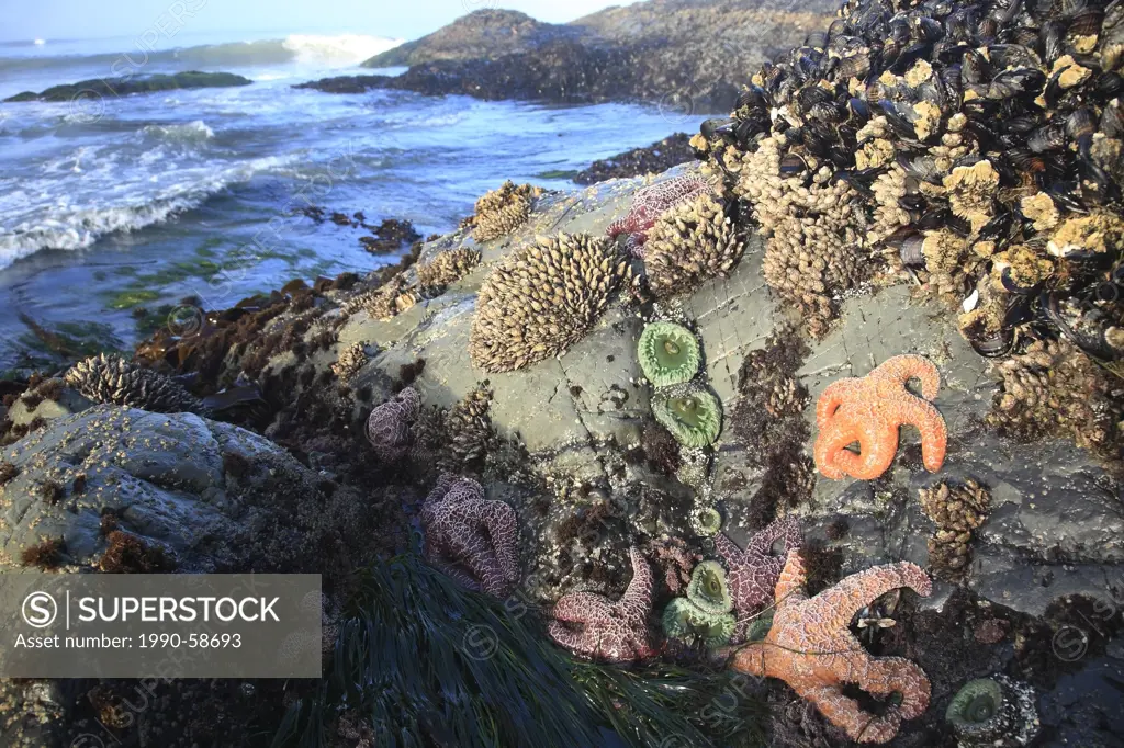Ocre Sea Stars and other sea life at Chesterman Beach, Tofino, Vancouver Island, British Columbia