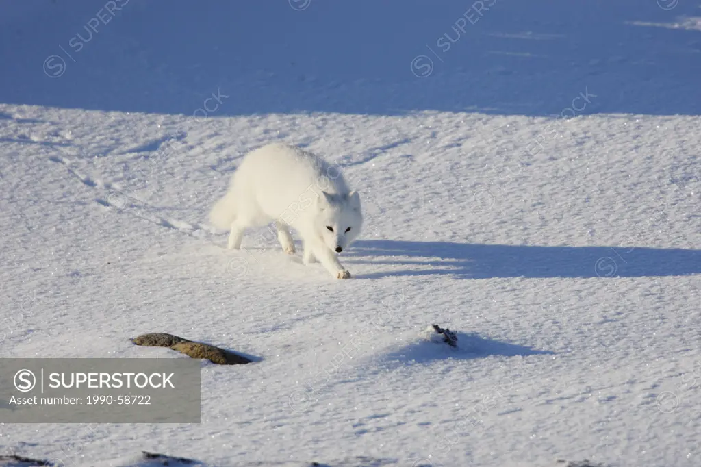 The arctic fox Vulpes lagopus, also known as the white fox, polar fox or snow fox on the northern tundra