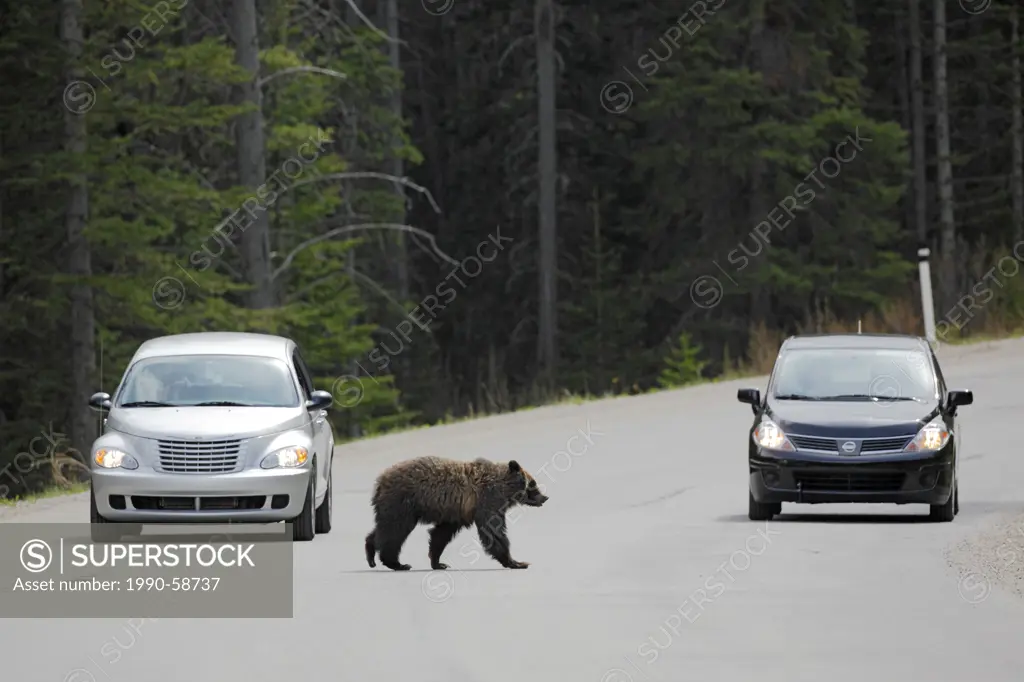 grizzly bear Ursus arctos horribilis crosses highway in Banff National park, Alberta , Canada