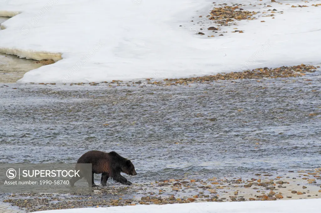Big grizzly bear on ice edge of the Bow River in late winter, Banff National Park, Alberta, Canada