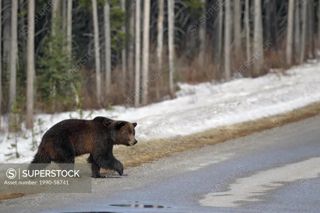 Large adult grizzly bear in early spring