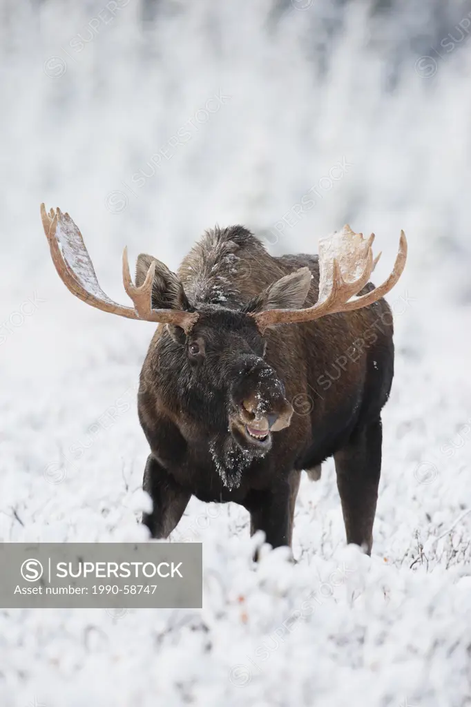 Bull moose in fresh snow Alces alces