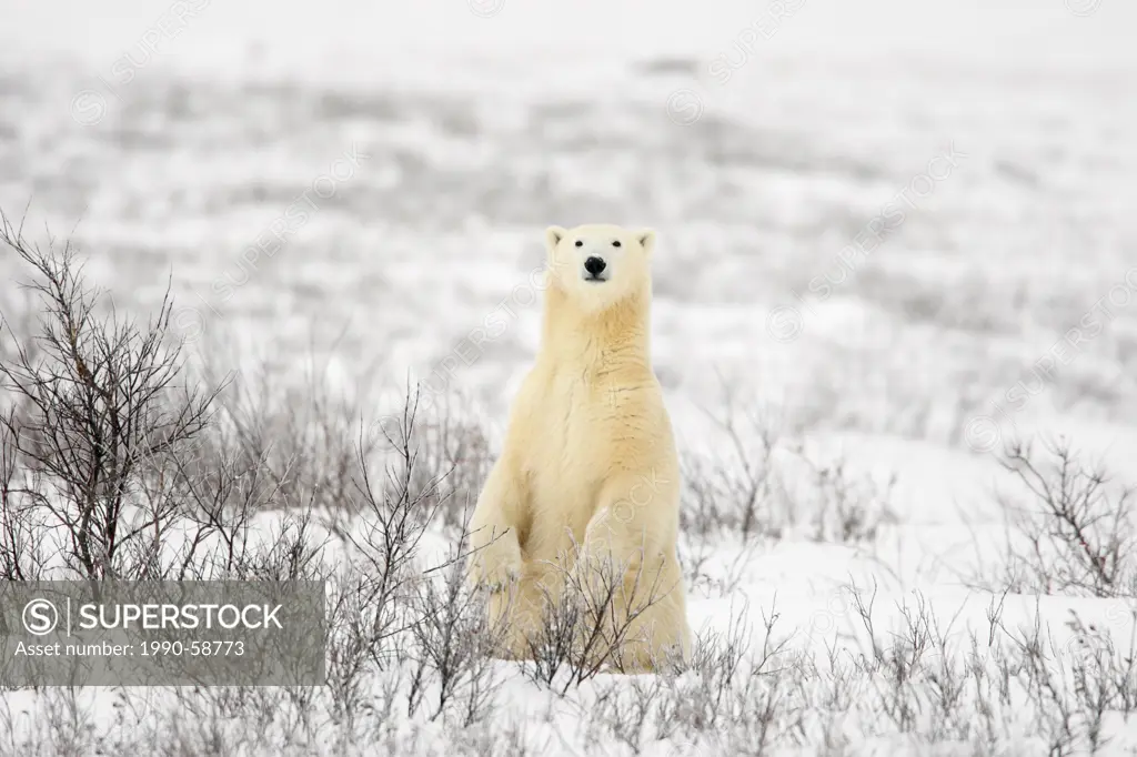 Curious polar bear Ursus maritimusin the Canadian Subarctic