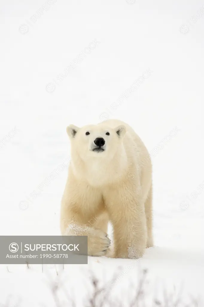 Polar bear Ursus maritimus walking through snow