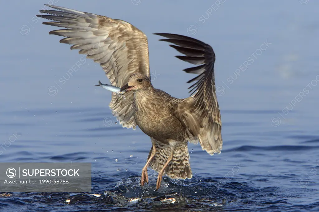 Thayer´s gull catching herring on the British Columbia west coast