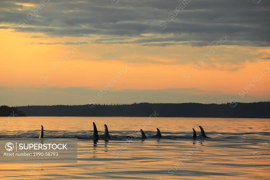 Killer whale Orcinus orca, commonly referred to as the orca whale or orca, pod at sunset in Johnstone Strait, British Columbia