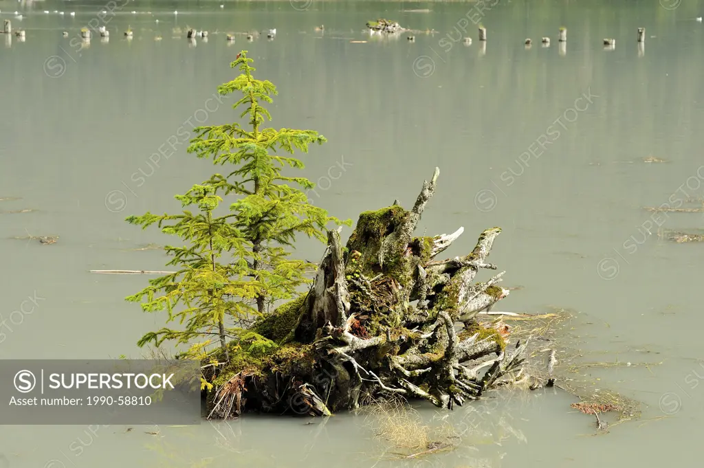 Evergreen trees growing on a dead rotting tree stump in the tidal channel at Stewart British Columbia Canada.