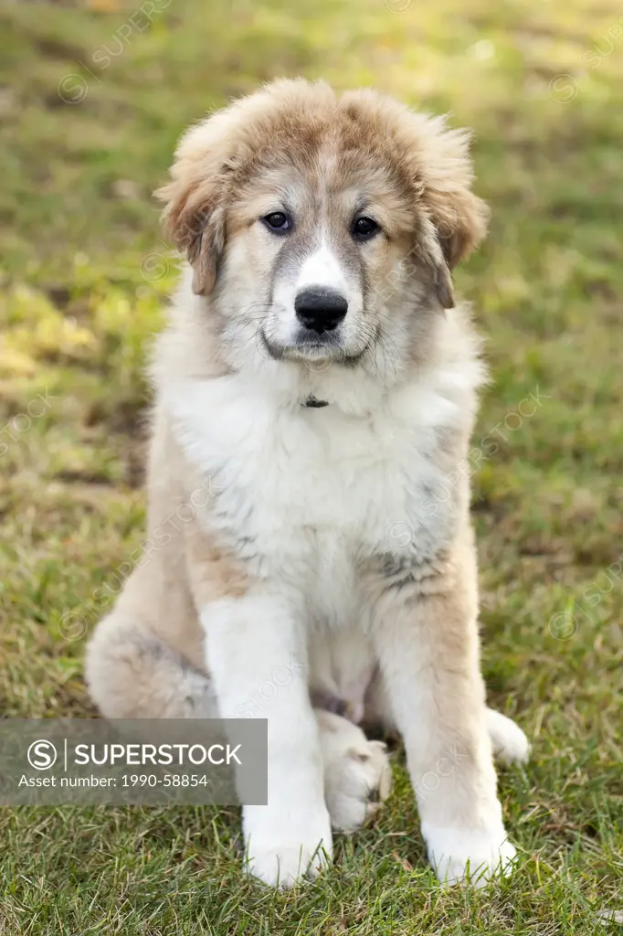 Portrait of a Great Pyrenees puppy, Pyrenean Mountain Dog, male, sitting outdoors