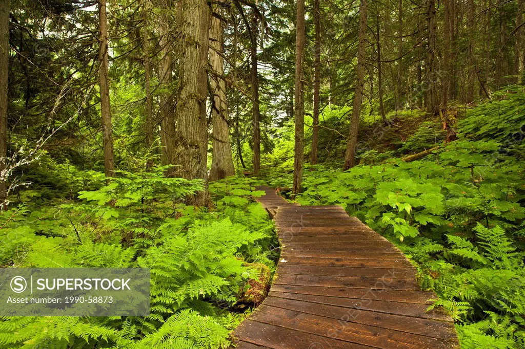 Giant Cedars boardwalk, Mount Revelstoke National Park, British Columbia