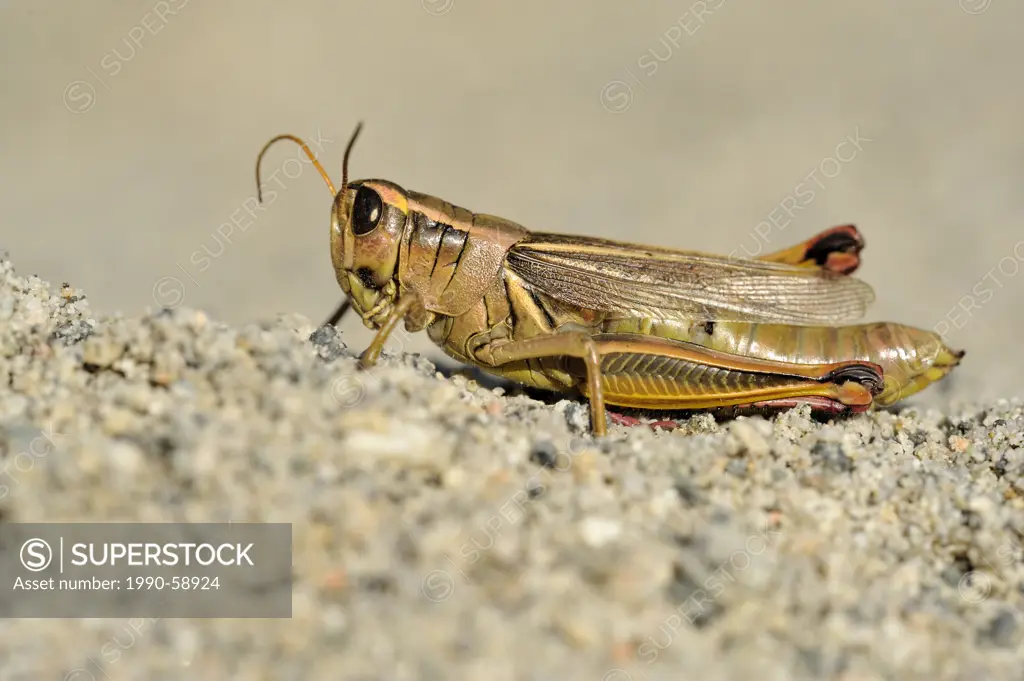 Yellow_striped Grasshopper, Mélanople birayé Saanich BC