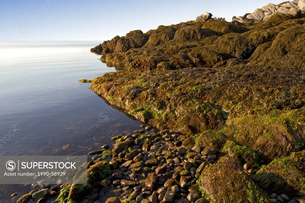 Low tide, Pettes Cove, Grand Manan Island, Bay of Fundy, New Brunswick, Canada