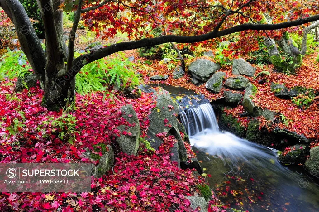 A creek with a waterfall under a Japanese Maple with fall colours in Beacon Hill Park, Victoria, BC.