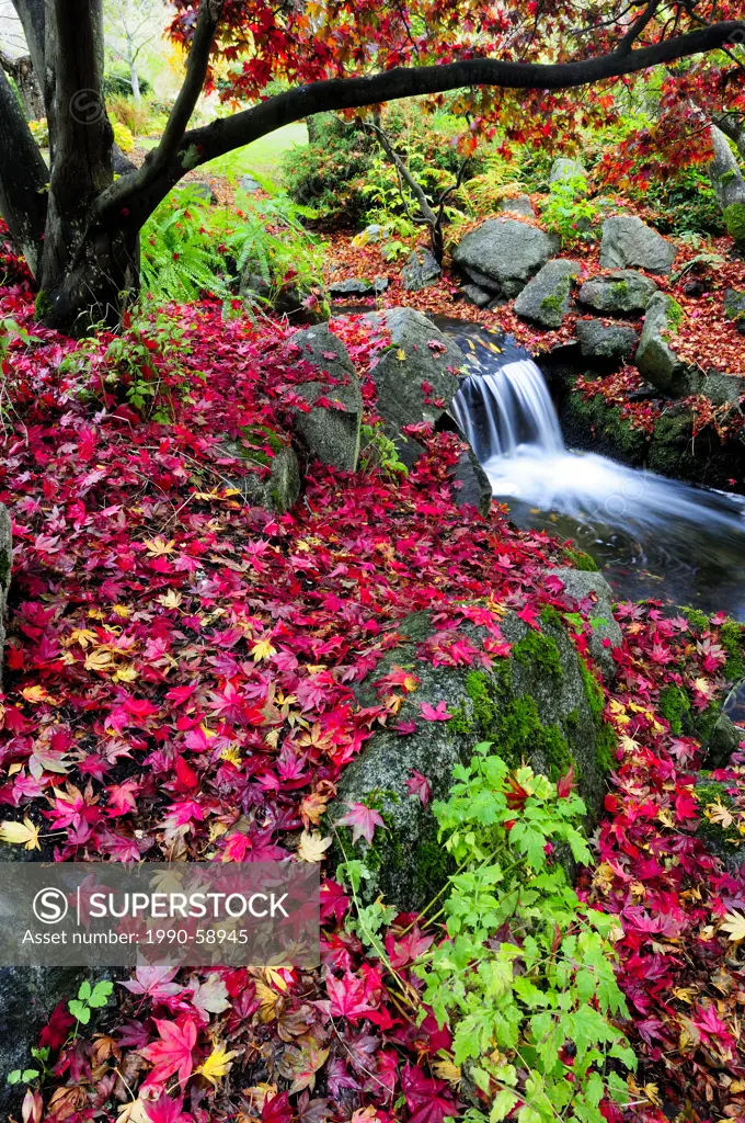 A creek with a waterfall under a Japanese Maple with fall colours in Beacon Hill Park, Victoria, BC.