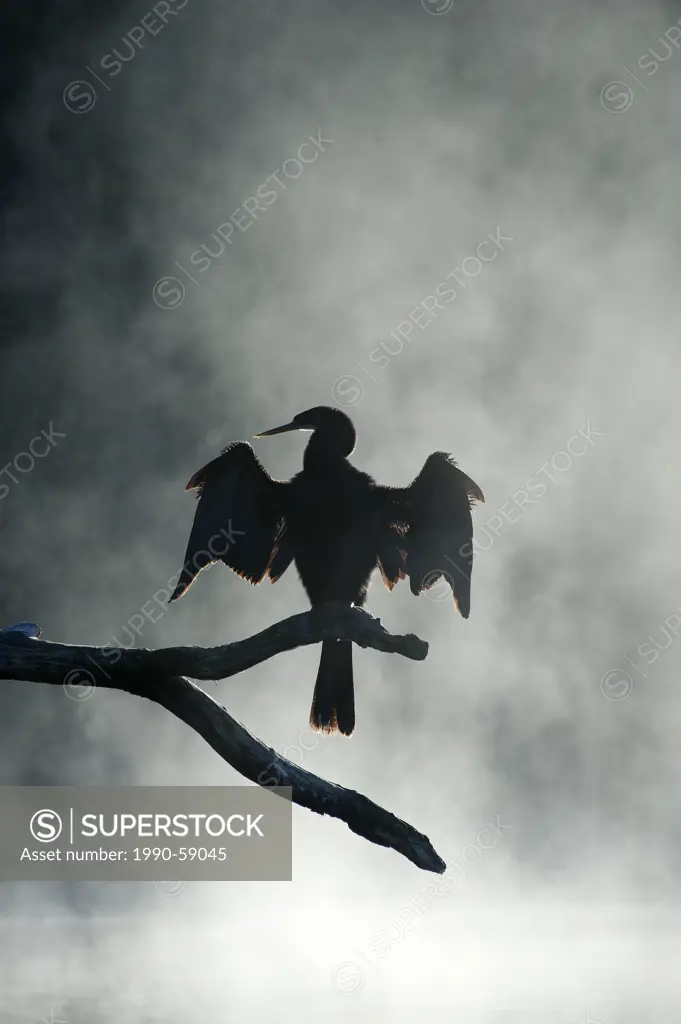 Adult anhinga anhinga anhinga drying its wings in the mist of an winter morning, Chassahowitzka National Wildlife Refuge, west_central Florida, USA