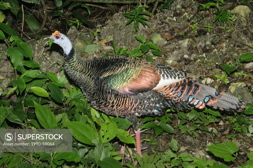 Ocellated turkey Meleagris ocellata eating leaves, Belize, Central America