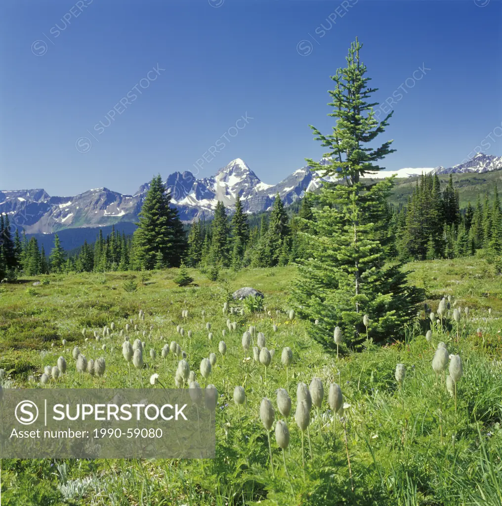 subalpine landscape with Englemann spruce Picea englemannii and subalpine fir Abies lasiocarpa, in the foreground western pasqueflower Anemone occiden...