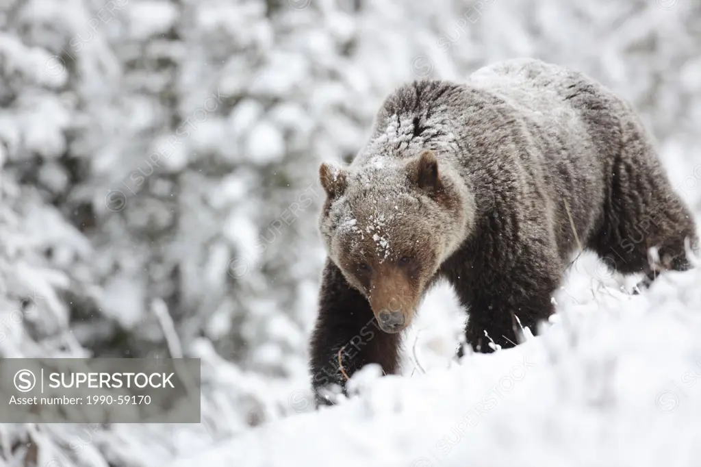 Grizzly bear Ursus arctos horribilis in snow