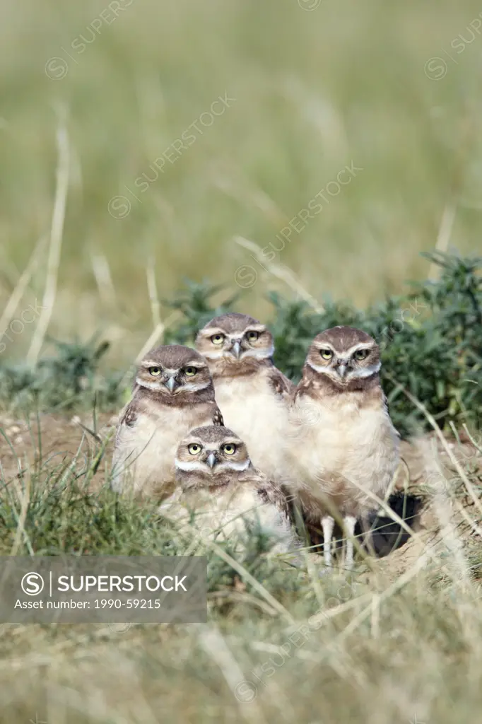 Burrowing owl Athene cunicularia chicks at a burrow on the Canadian Prairies