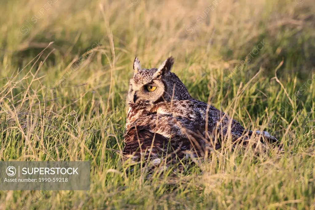 Great Horned Owl, Bubo virginianus, also known as the Tiger Owl, is a large owl native to the Americas