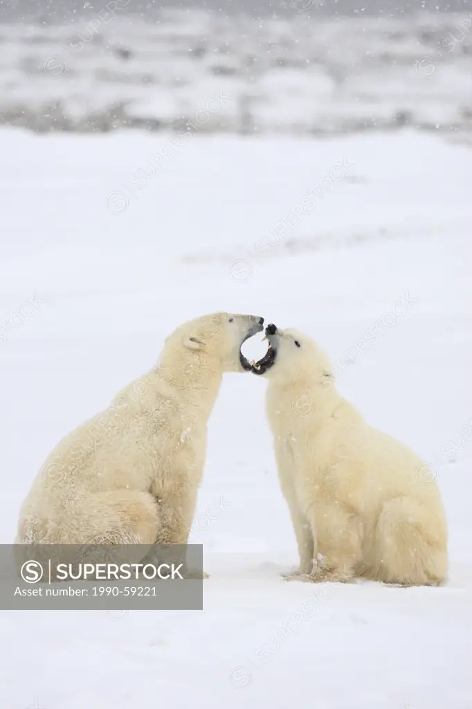 polar bear Ursus maritimus, Churchill, Manitoba, Canada