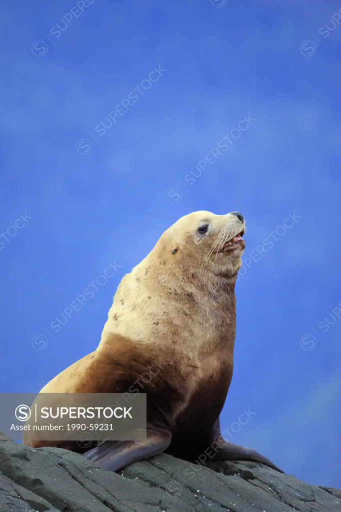Steller sea lion Eumetopias jubatus also known as the northern sea lion bull, BC Coast, Canada