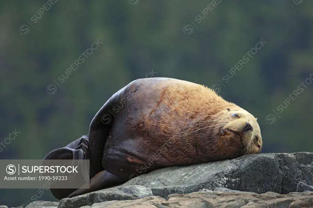 Steller sea lion Eumetopias jubatus also known as the northern sea lion, B.C., Canada