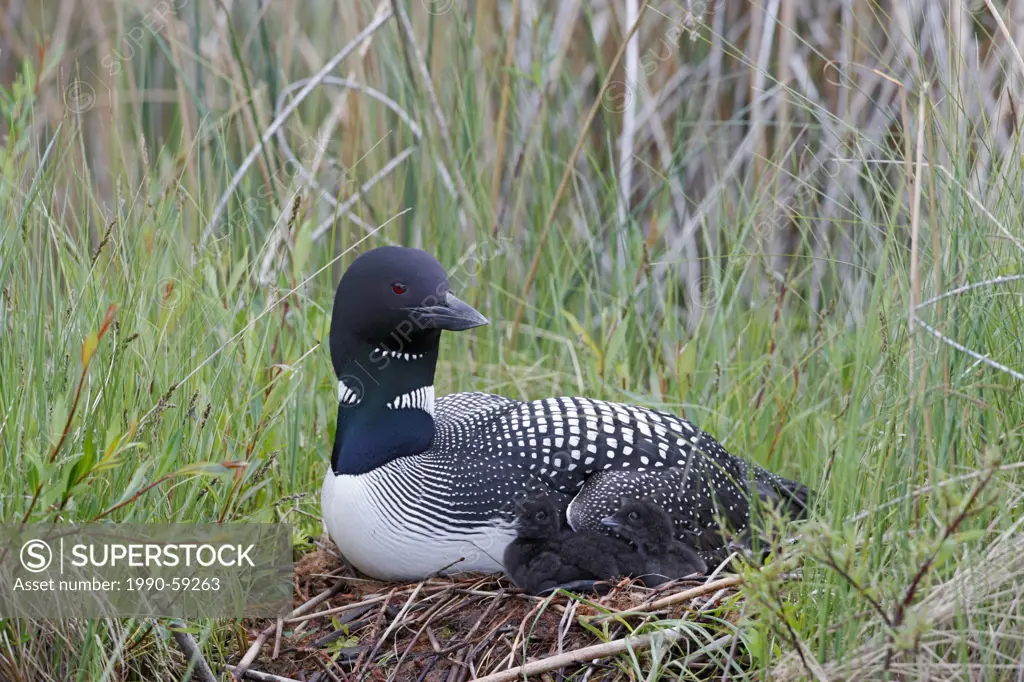 Common loon or Great Northern Loon Gavia immer adult and chick at the nest