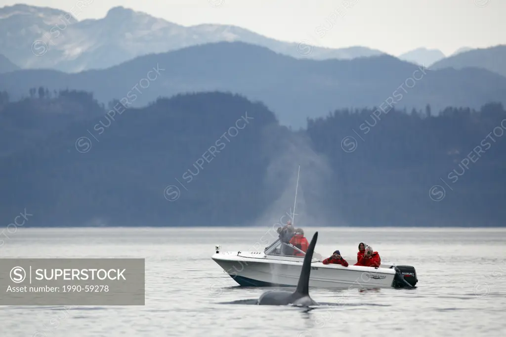 killer whale Orcinus orca, commonly referred to as the orca whale or orcain Johnstone Strait, BC, Canada