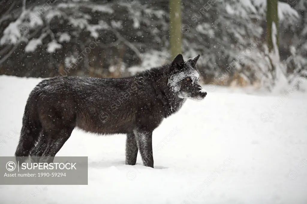 Wild black timber wolf Canis lupus, Banff National Park, Alberta, Canada