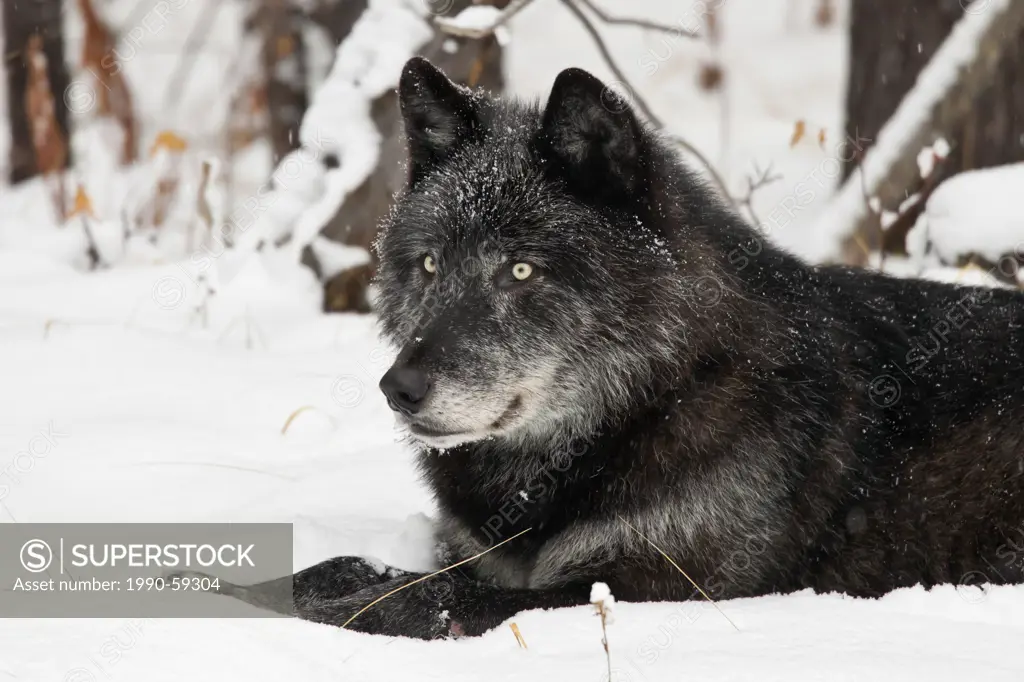 Wild black timber wolf Canis lupus, Banff National Park, Alberta, Canada