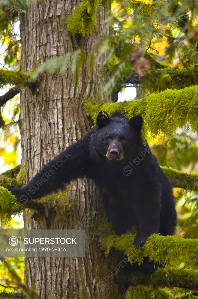 Female American black bear or North American black bear Ursus americanus in cedar tree