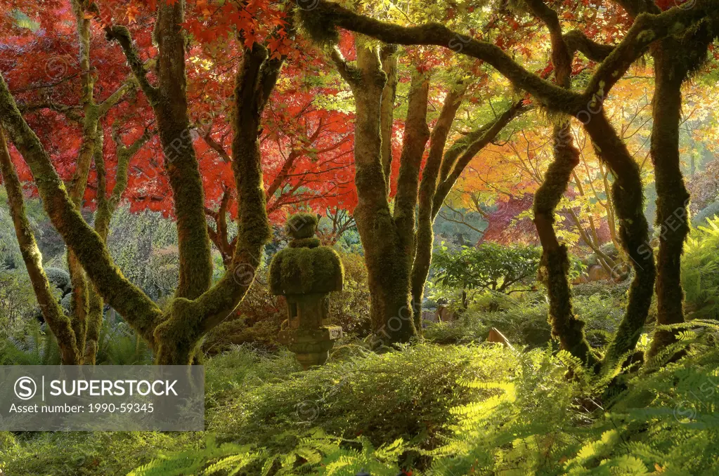 Japanese stone lantern, Fall colour, the Japanese Garden, Butchart Gardens, Brentwood Bay, Vancouver Island, British Columbia, Canada